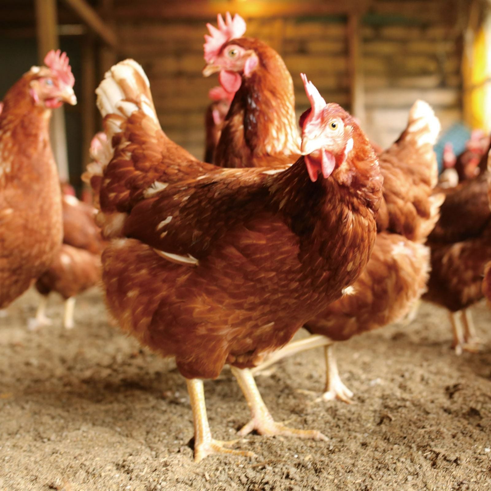 天美卵エコパック詰め20個 – 大江ノ郷自然牧場e-GIFTSHOP