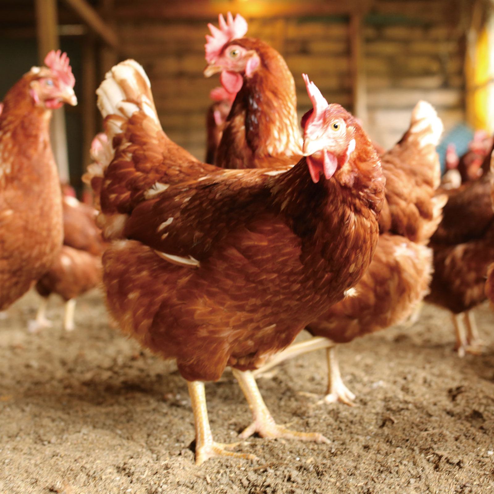 天美卵水引きパック10個 – 大江ノ郷自然牧場e-GIFTSHOP